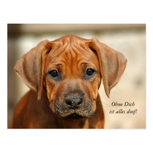 Postkarte "Ohne Dich ist alles doof!" Postcard | Zazzle