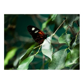 Postman 184 Print print