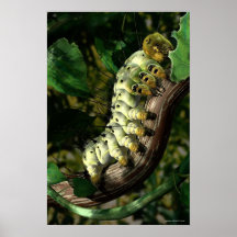 Postman Caterpillar Posters