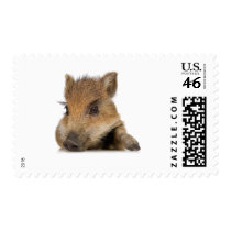 pot bellied pig piglet vector stamp