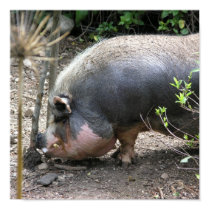 Pot Belly Pig & Thistle posters