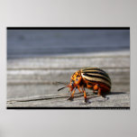 potato beetle posters