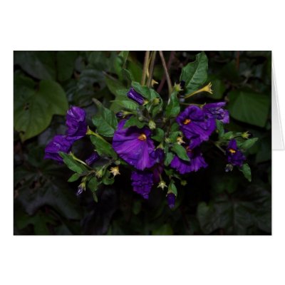 Potato bush greeting card by rabbithilldesigns
