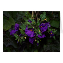 Potato bush cards