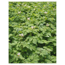 Potato field full color flyer