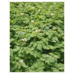 Potato field flyers