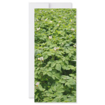 Potato field custom rack card