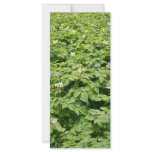 Potato field custom rack card