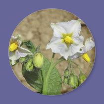 Potato Flower magnets