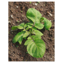 Potato plant flyer