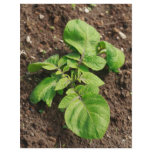 Potato plant flyers