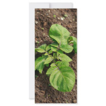 Potato plant rack card design