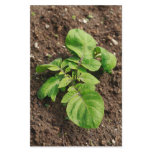 Potato plant stationery design