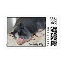 Potbelly Pig postage by KABSANNIE Potbelly Pig postage