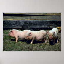 Potbelly Pigs Posters