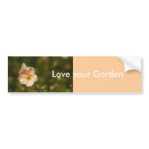 Potentilla Close Up bumper stickers