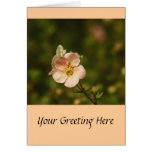 Potentilla Close Up Cards