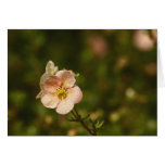 Potentilla Close Up Card