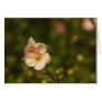 Potentilla Close Up Card