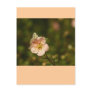 Potentilla Close Up Postcard