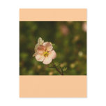 Potentilla Close Up Postcard