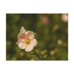 Potentilla Close Up Postcard