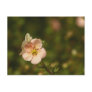 Potentilla Close Up Postcard