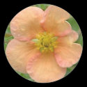 Potentilla stickers by CHOLOEPUS Potentilla stickers