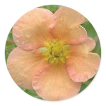Potentilla stickers by CHOLOEPUS Potentilla stickers