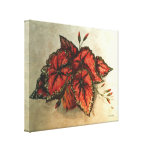 Potted Caladiums canvas prints