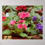 Potted Violets posters