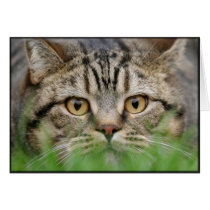 Pounce on You cards