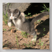Pounce Poster