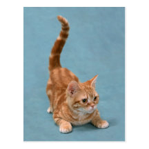 Pouncing Kitten Post Card