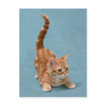 Pouncing Kitten Post Card