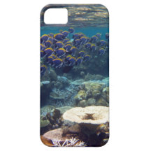 Powder Blue Surgeon Fish iPhone 5 Cover