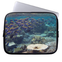 Powder Blue Surgeon Fish Laptop Computer Sleeves