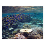 Powder Blue Surgeon Fish Photo