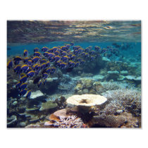 Powder Blue Surgeon Fish