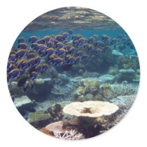 Powder Blue Surgeon Fish Sticker