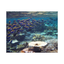 Powder Blue Surgeon Fish Stretched Canvas Prints