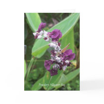 Powdery Alligator-flag greeting card