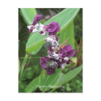 Powdery Alligator-flag