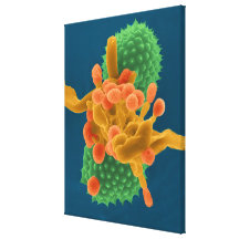 Powdery mildew mold hyphae / spores  and ragweed p stretched canvas print