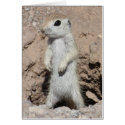 Power Ranger Squirrel Card