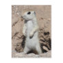 Power Ranger Squirrel Postcard