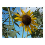 powerful flowerful postcard postcards