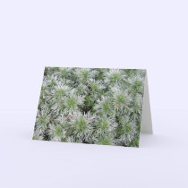 Powis Castle Artemisia cards