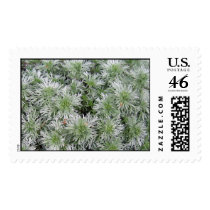 Powis Castle Artemisia postage