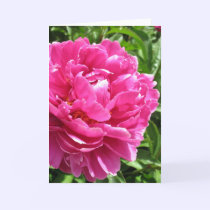 Practically Perfect Peony cards by charlesblack7 Practically Perfect Peony cards